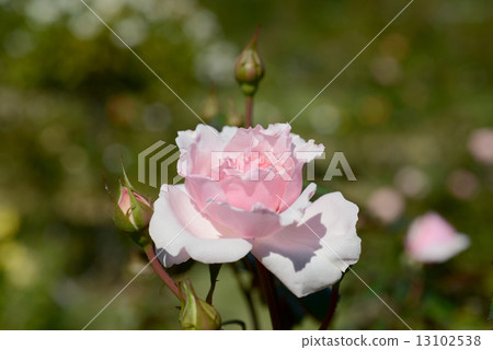 Petit Trianon 13102538