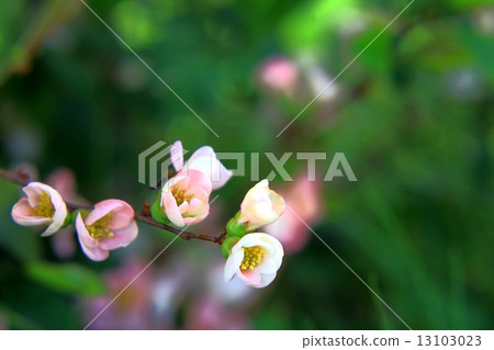 模糊的鮮花盛開 模糊的鮮花盛開 13103023