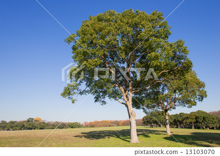 樟樹 樟樹 13103070