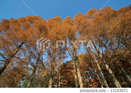 黃葉水杉 黃葉水杉 13103071