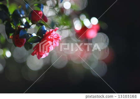 鮮花，花卉，植物，自然，春天，紅色的花朵 13103168