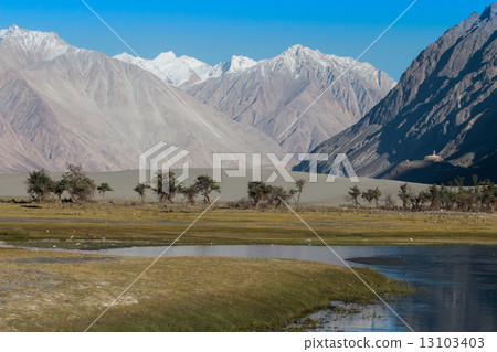 Nubra valley in Himalayas, Hunder, Ladakh, India Nubra valley in Himalayas, Hunder, Ladakh, India 13103403