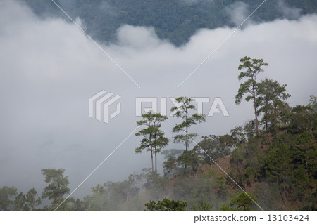 Pine forest on the mountain after raining  Chiang Mai Thailand 13103424