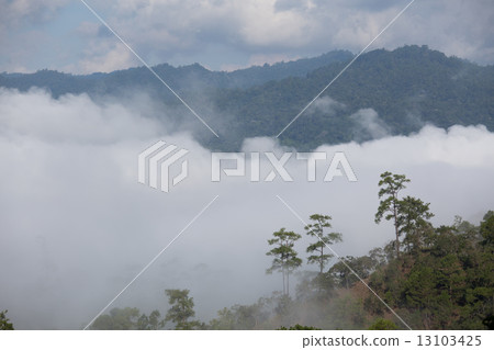 Pine forest on the mountain after raining  Chiang Mai Thailand 13103425