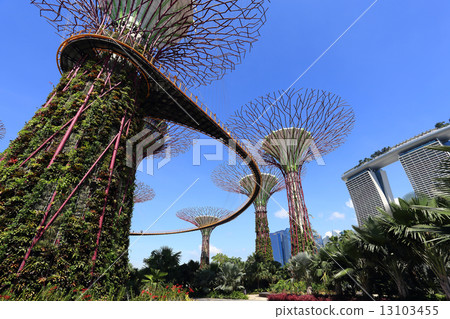The Supertrees Grove at Gardens by the Bay The Supertrees Grove at Gardens by the Bay 13103455