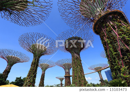 The Supertrees Grove at Gardens by the Bay The Supertrees Grove at Gardens by the Bay 13103473