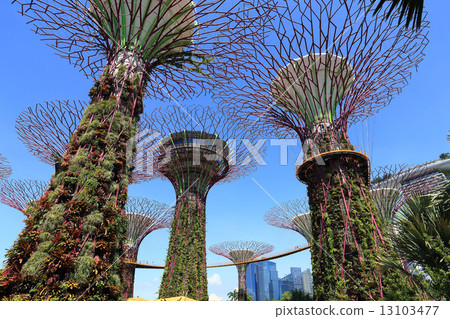 The Supertrees Grove at Gardens by the Bay The Supertrees Grove at Gardens by the Bay 13103477
