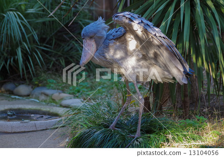 Hazibiroko流浪鳥喙喙鸛眼睛瀕危物種 13104056