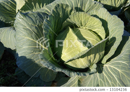 捲心菜 13104236