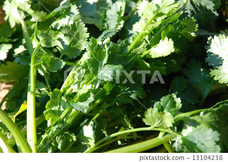 香菜 13104238