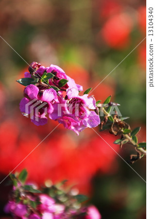 Angel lavender / dark rose Angel lavender / dark rose 13104340