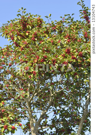 Kuroganomechi no Ki 13104743