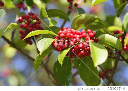 Fresh fruit 13104744