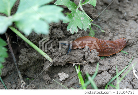 European red slug European red slug 13104755