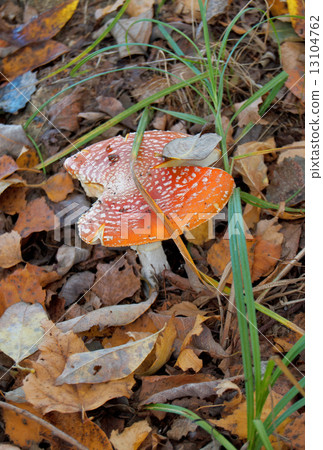 fly agaric mushroom 13104762