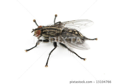 fly is isolated 13104766
