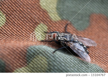 fly on background 13104767