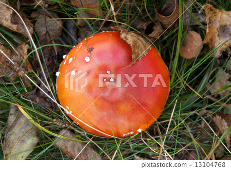 fly-agaric mushroom fly-agaric mushroom 13104768