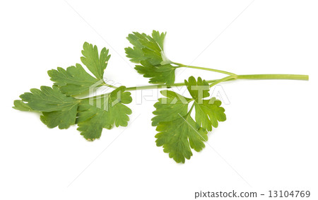 fresh herbs parsley fresh herbs parsley 13104769