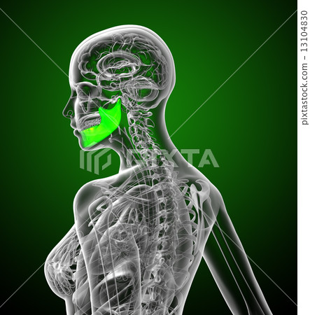 3d render medical illustration of the jaw bone 13104830