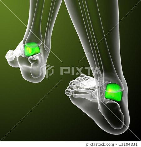 3d render medical illustration of the talus bone 13104831