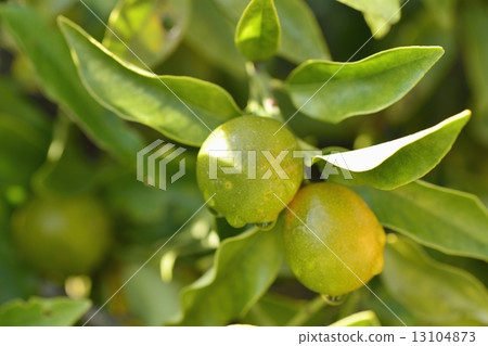 Kumquat Kumquat 13104873