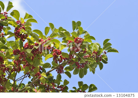 Kuroganaemochi 13104875