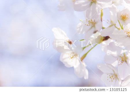  Cherry blossoms and blue sky 13105125
