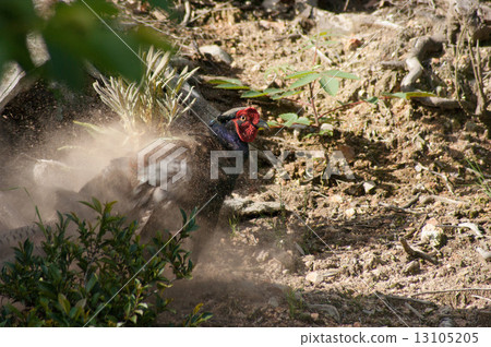 Pheasant Pheasant 13105205