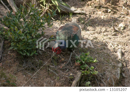Pheasant 13105207