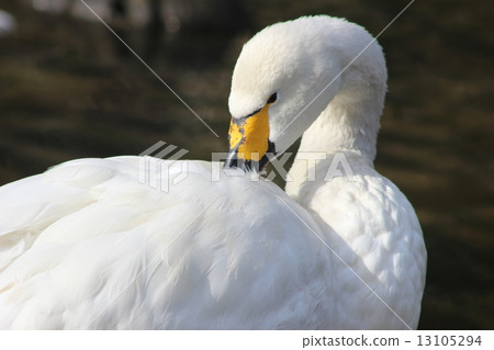 Swans grooming 13105294