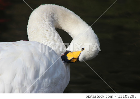 Swans grooming 13105295