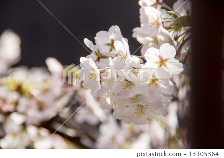 櫻花盛開 櫻花盛開 13105364