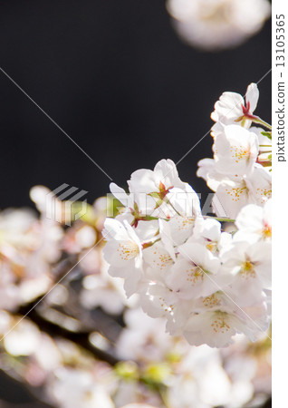 櫻花盛開 櫻花盛開 13105365