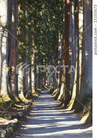 Togakushi Shrine Suginami Tree Togakushi Shrine Suginami Tree 13105673