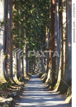 Togakushi Shrine Suginami Tree 13105674