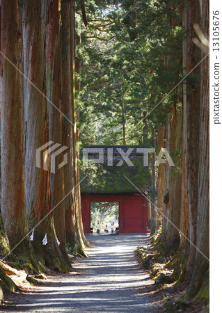 Togakushi神社杉並樹 13105676