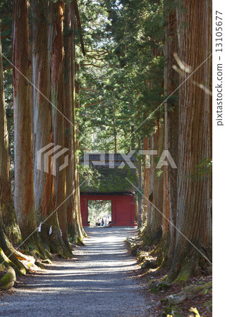 Togakushi神社杉並樹 13105677