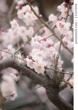 溫柔的梅花 13105844