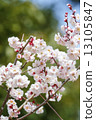 Plum blossoms in full bloom 13105847
