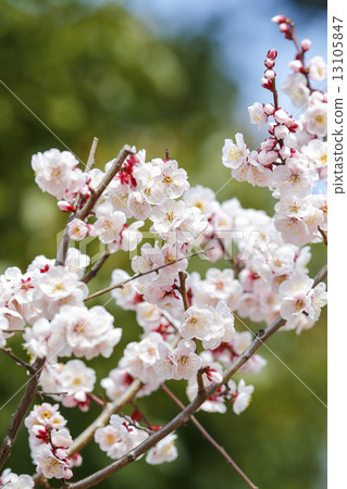Plum blossoms in full bloom Plum blossoms in full bloom 13105847