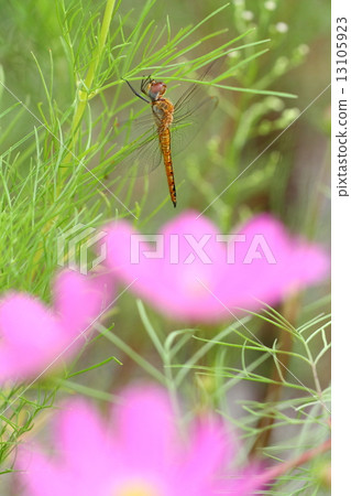 Ushubitimbo 13105923