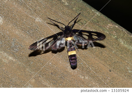 Kanokoga Kanokoga 13105924