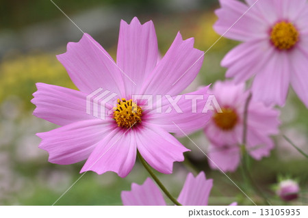 Cosmos Cosmos 13105935