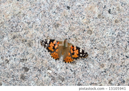 Shark's beard 13105941