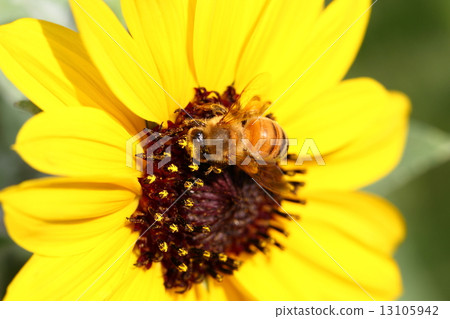 Bee and Shilohtae sunflower flowers 13105942