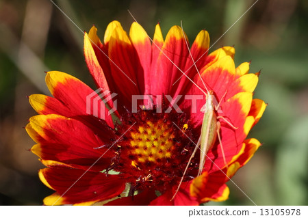 田菊和易 13105978