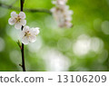 Cherry Blossoms	 13106209