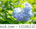Hydrangea 13106210