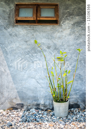 Potted plants outside the window Potted plants outside the window 13106366